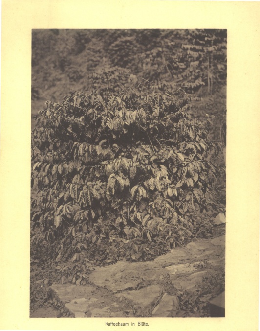 Kaffeebaum in Blüte Kaffeebaum.jpg